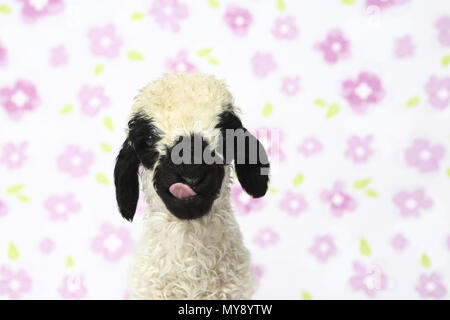 Wallis Blacknose Schafe. Porträt eines Lammes (6 Tage alt), lecken, seine Nase. Studio Bild vor einem weißen Hintergrund mit Blumen. Deutschland Stockfoto