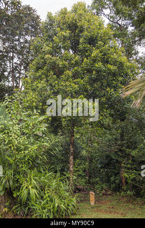 Malay rose Apple (Syzygium malaccense), Baum. Seychellen Stockfoto