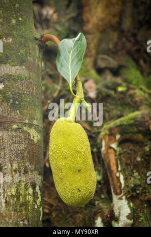 Jackfruit (artocarpus Heterophyllus). Genießbare Früchte, in den Tropen weltweit kultiviert. Seychellen