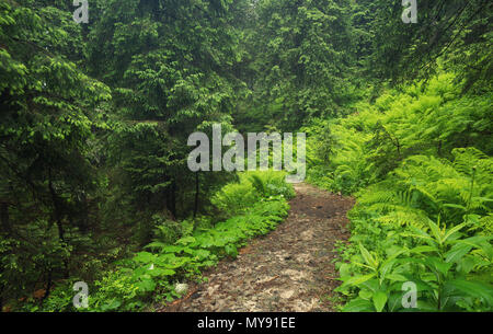 Gehweg im Sommer Wald. Wunderschöne natürliche Landschaft Stockfoto