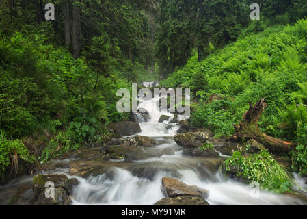 Schnelle Fluss im Sommer Wald. Wunderschöne natürliche Landschaft im Sommer Stockfoto