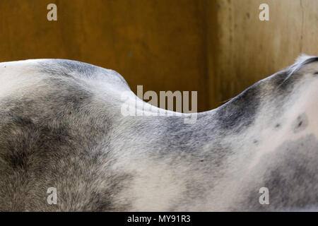 Arabische Pferd. Pinto Stute mit einem in seiner Senkrücken. Ägypten Stockfoto