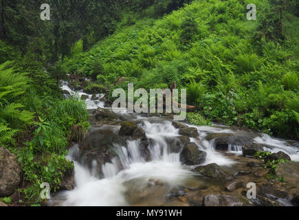 Schnelle Fluss im Sommer Wald. Wunderschöne natürliche Landschaft im Sommer Stockfoto