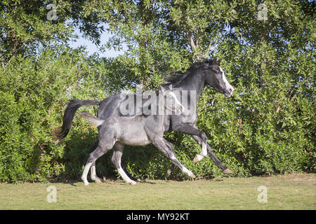 Barb Pferd. Stute mit Fohlen - Fohlen galoppierenden auf einem Rasen. Ägypten Stockfoto