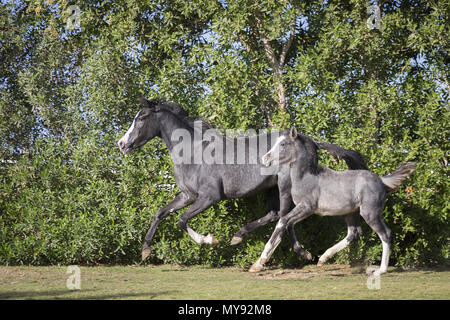 Barb Pferd. Stute mit Fohlen - Fohlen galoppierenden auf einem Rasen. Ägypten Stockfoto