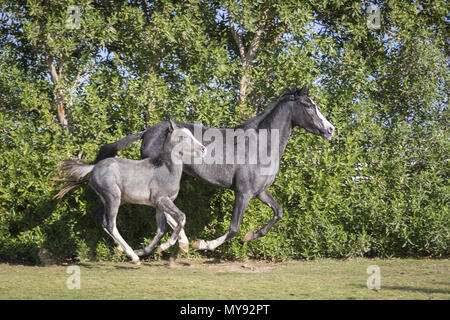 Barb Pferd. Stute mit Fohlen - Fohlen galoppierenden auf einem Rasen. Ägypten Stockfoto