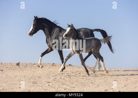 Barb Pferd. Stute mit Fohlen - Fohlen Traben in der Wüste. Ägypten Stockfoto