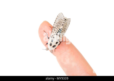 Zeuzera pyrina Holz leopard Moth isoliert auf weißem Hintergrund Stockfoto