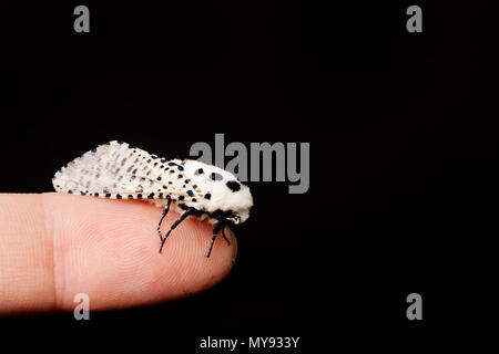 Zeuzera pyrina Holz leopard Moth isoliert auf weißem Hintergrund Stockfoto
