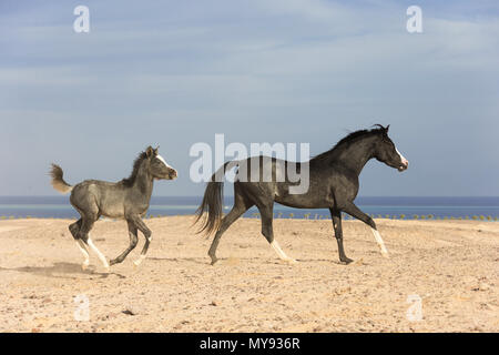 Barb Pferd. Stute mit Fohlen - Fohlen galoppierenden in der Wüste. Ägypten Stockfoto