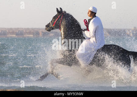 Arabische Pferd. Reiter auf schwarzen Hengst im flachen Wasser galoppieren. Ägypten Stockfoto