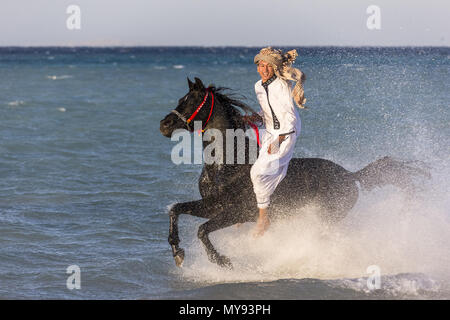 Arabische Pferd. Reiter auf schwarzen Hengst im flachen Wasser galoppieren. Ägypten Stockfoto