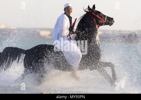 Arabische Pferd. Reiter auf schwarzen Hengst im flachen Wasser galoppieren. Ägypten Stockfoto