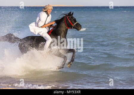 Arabische Pferd. Reiter auf schwarzen Hengst im flachen Wasser galoppieren. Ägypten Stockfoto