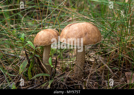 Nahaufnahme von zwei essbare Wald Pilze braun cap Steinpilze im Herbst Wald unter Laub und Gras wächst. Stockfoto