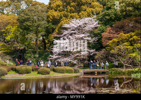 Kirschblüte in der kokyo Higashi Gyoen oder der Imperial Palace East Garden, Tokio, Japan Stockfoto