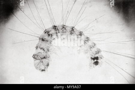 . Digitales Bild eines albumenized Salz drucken (Foto), da der Titel 'Der polygraphische Apparat k. k. Hof- und Staatsdruckerei in Wien". 1853. Alois Auer 35 Alois Auer - polygraphische Stockfoto