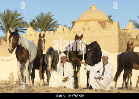 Arabische Pferd. Zwei einheimische mit ihren Pferden vor einem Gebäude. Ägypten Stockfoto