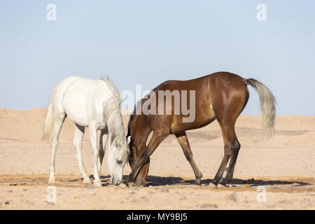 Arabische Pferd. Bucht und Grau juvenile Mare stehen in der Wüste, essen Leckerbissen. Ägypten Stockfoto