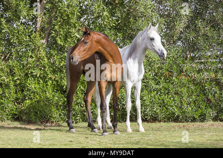 Arabische Pferd. Bucht und Grau juvenile Mare stehen auf einer Wiese. Ägypten Stockfoto