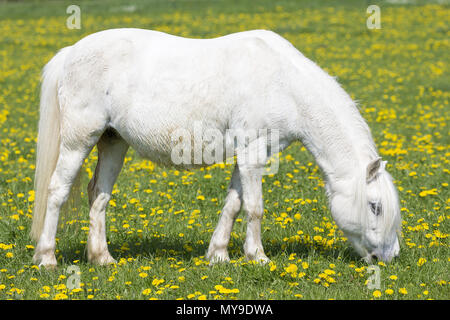 Shetland Pony. Grey Mare grrazing auf einer Wiese. Deutschland Stockfoto