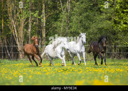 Welsh Pony (Abschnitt B). Grau Mares, Absetzferkel (Deutsches Reitpony) und Chestnut Mare gallopieren auf einer Weide. Deutschland Stockfoto