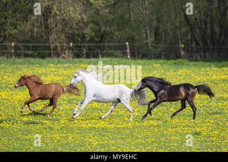 Welsh Pony (Abschnitt B). Grey Mare, Absetzferkel (Deutsches Reitpony) und Chestnut Mare gallopieren auf einer Weide. Deutschland Stockfoto