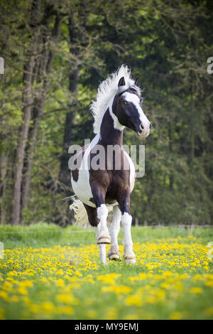 Pinto. Skewbald Wallach galoppierte auf einer Wiese. Deutschland Stockfoto