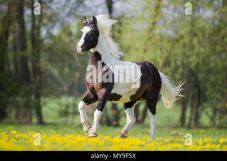 Pinto. Skewbald Wallach galoppierte auf einer Wiese. Deutschland Stockfoto