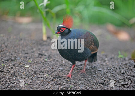 Crested Rebhuhn (Rollulus rouloul) UNVERLIERBAREN Stockfoto