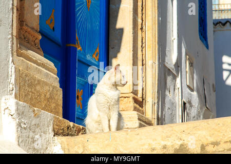 Die Katze sitzt auf der Straße in der Nähe der Tür. Sidi Bou Said, Tunesien. Stockfoto