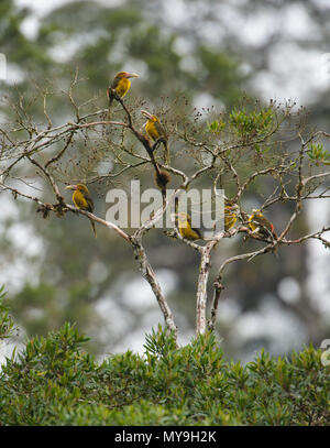 Eine Gruppe von Safran Toucanets Fütterung am Vordach von einem Baum in den Atlantischen Regenwald Stockfoto