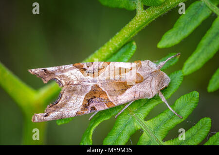 UK Wildlife: Winkel Schattierungen Motte (phlogophora meticulosa) in Ruhe im Tageslicht auf Farn auf Moorland, Ilkley Moor, West Yorkshire Stockfoto