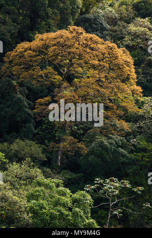 Big Jatobá Bäume (Hymenaea courbaril) mit neuen bunten Blätter, in der Atlantischen Regenwald von SE Brasilien. Stockfoto