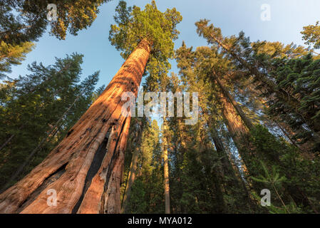 Gigantischen Sequoia Bäumen Stockfoto