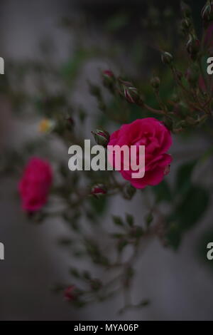 Rosa Rosen wachsen im Garten Stockfoto