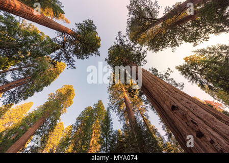 Gigantischen Sequoia Bäumen Stockfoto
