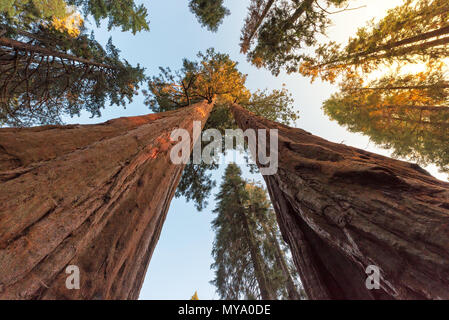 Gigantischen Sequoia Bäumen Stockfoto