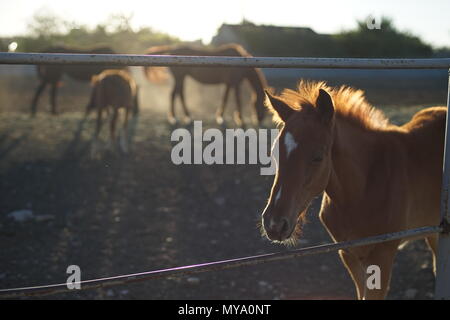 braune Pferd Stockfoto