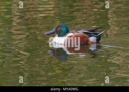 Ein drake Northern shoveler. Stockfoto