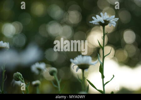 weiße Blüten im Garten Stockfoto