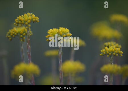 gelbe Blumen im Garten Stockfoto