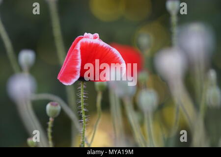 Roter Mohn mit einem weißen Rand im Garten Stockfoto