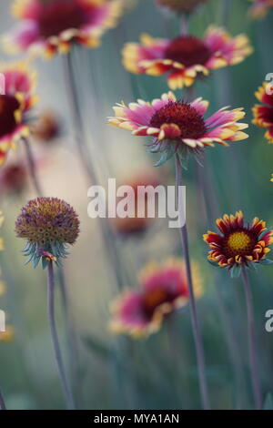 Schöne Blumen im Garten Stockfoto