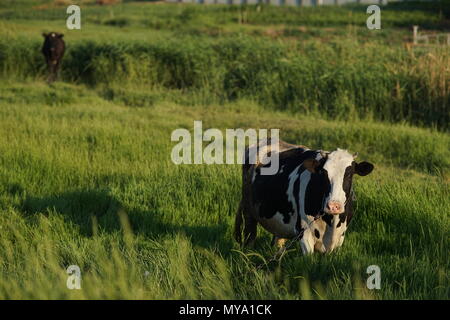 Kuh im Sommer Feld Stockfoto