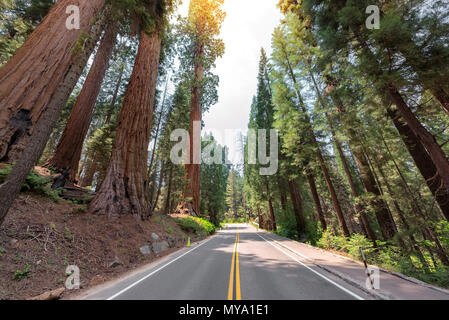 Road Trip im Sequoia National Park, Kalifornien Stockfoto