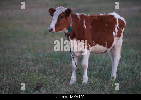 Braun weiß gefleckte Kuh grasen in einem Feld Stockfoto