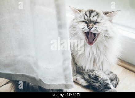 Gähnen flauschige Katze auf Holzboden hinter Vorhang Stockfoto