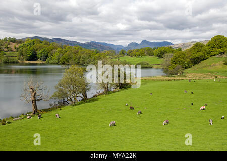 Loughrigg Tarn, über dem Great Langdale Valley Lake District National Park Cumbria Stockfoto