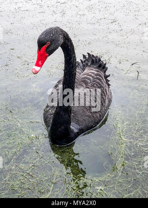 Claremont Landscape Gardens, Surrey Stockfoto